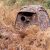 Buteo Photo Gear Tarnzelt Buteo Mark III Braun